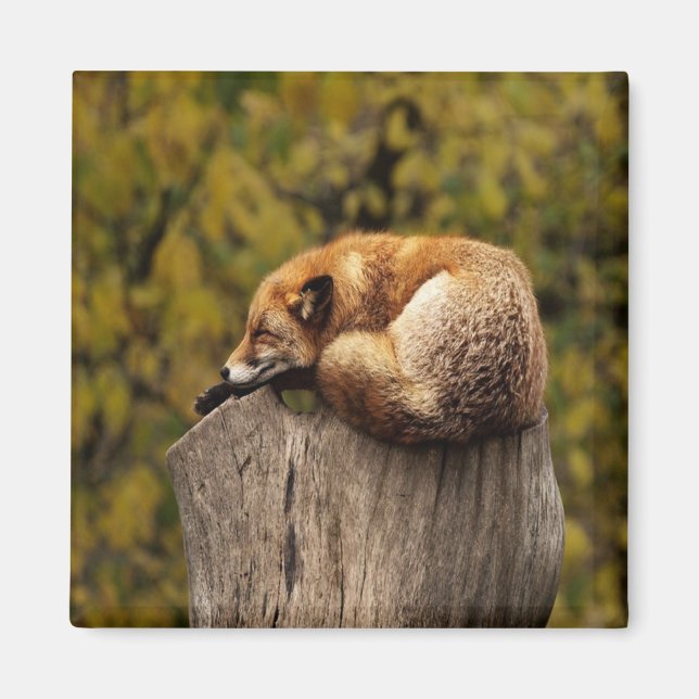 Sleeping fox photo magnet (Front)
