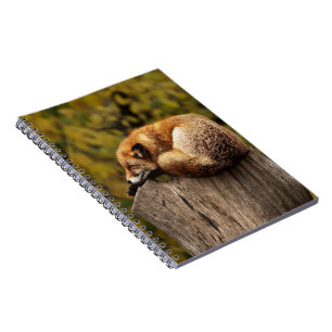 Sleeping fox photo notebook