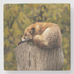 Sleeping fox photo stone coaster