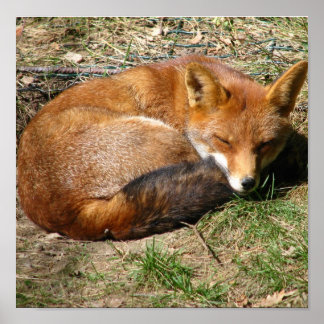 Sleeping Fox Poster