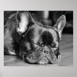 Sleeping French Bulldog Poster