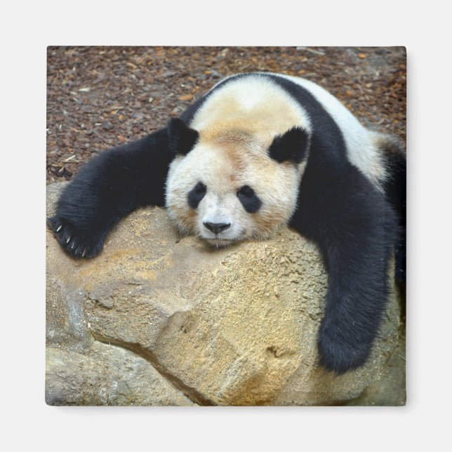 Sleeping giant panda slumped on a rock magnet (Front)
