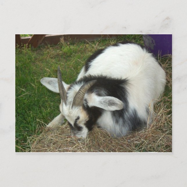 Sleeping Goat Postcard (Front)