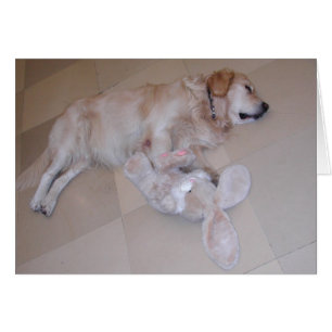 Sleeping Golden Retriever
