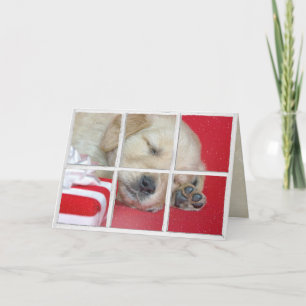 sleeping Golden Retriever in window with gift Card