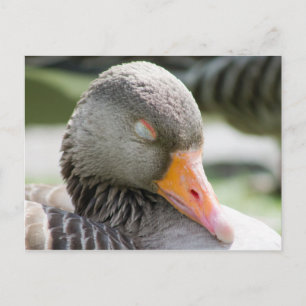 Sleeping Goose Postcard