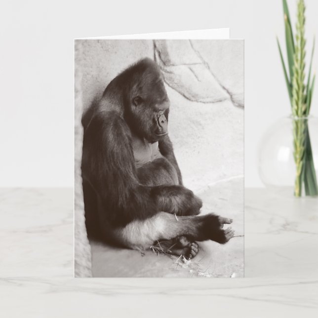 Sleeping Gorilla Photograph Card (Front)