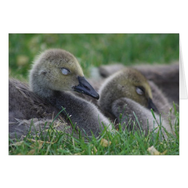 Sleeping goslings card (Front Horizontal)