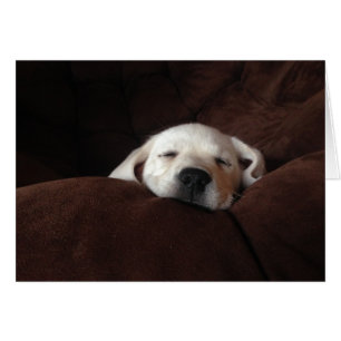 Sleeping Gracie