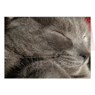 Sleeping grey cat note card