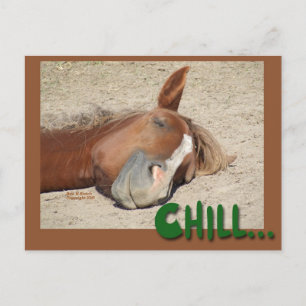 Sleeping Horse Smile: Chill Postcard