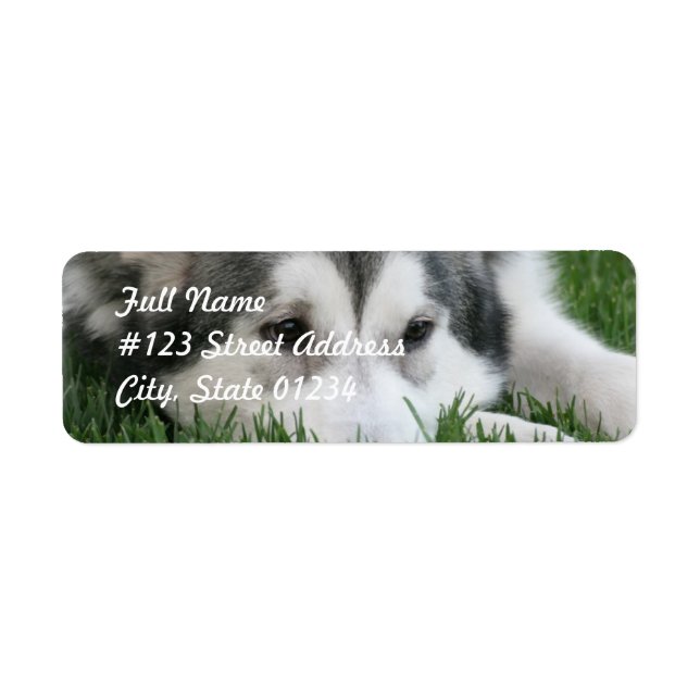 Sleeping Husky Dog Mailing Label (Front)