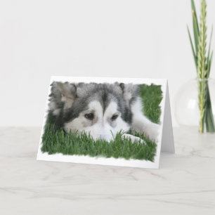 Sleeping Husky Greeting Card