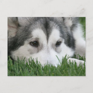 Sleeping Husky Postcard