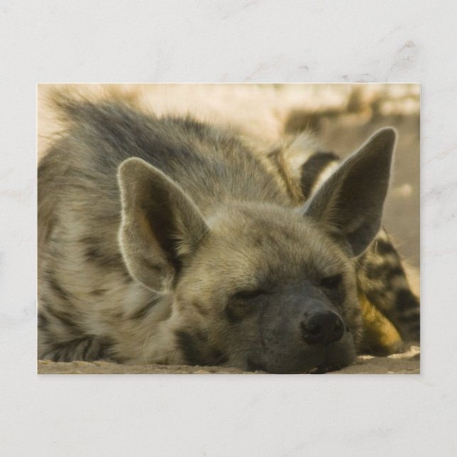 Sleeping Hyena  Postcard (Front)
