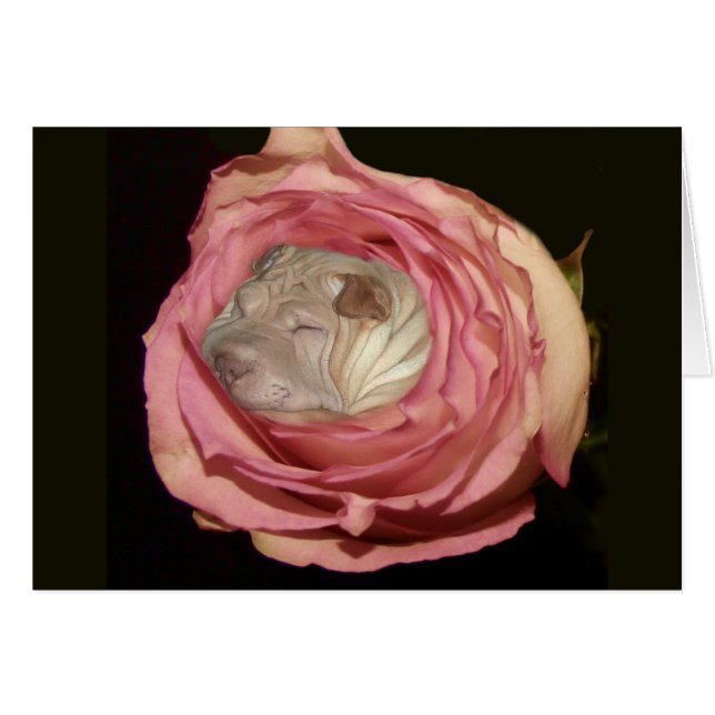 Sleeping in a Pale Pink Rose, Chinese Shar Pei Dog (Front Horizontal)