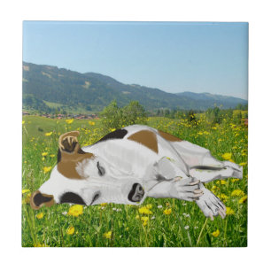 Sleeping Jack Russell in a Flower Meadow  Tile