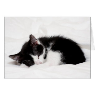 Sleeping Kitten