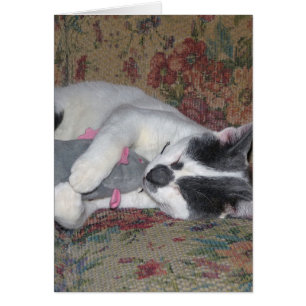 Sleeping Kitten
