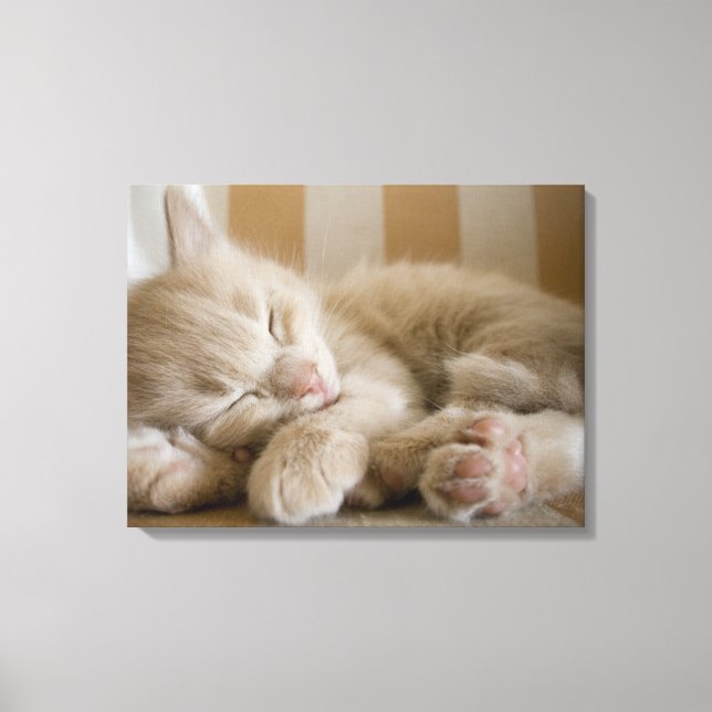 Sleeping Kitten Canvas Print (Front)