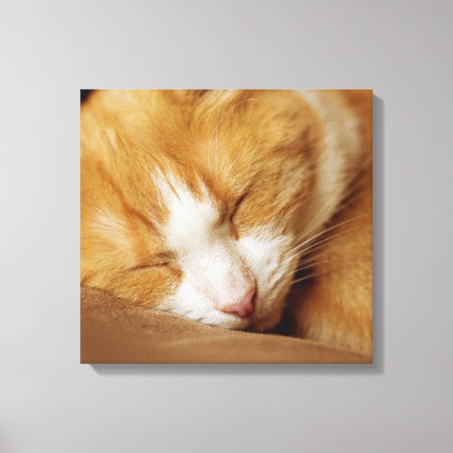 Sleeping Kitten Canvas Print (Front)