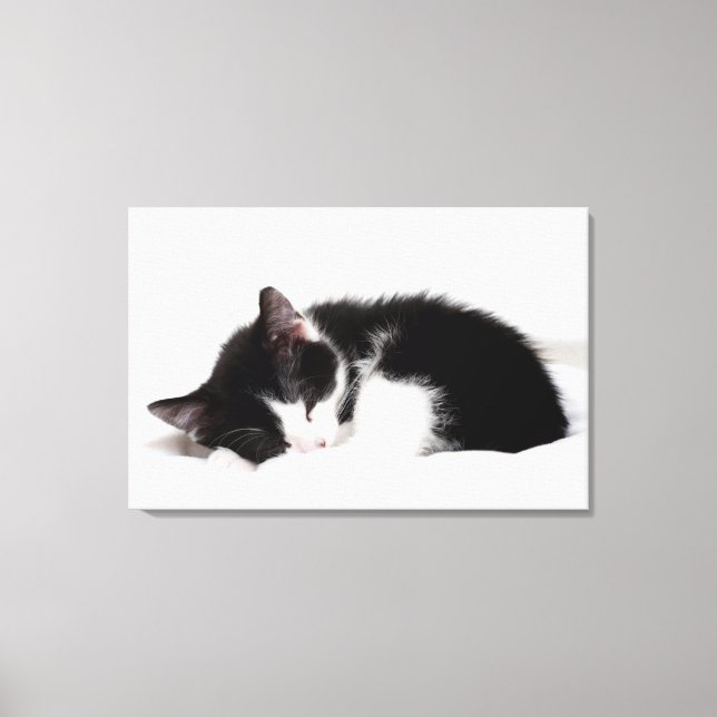 Sleeping Kitten Canvas Print (Front)