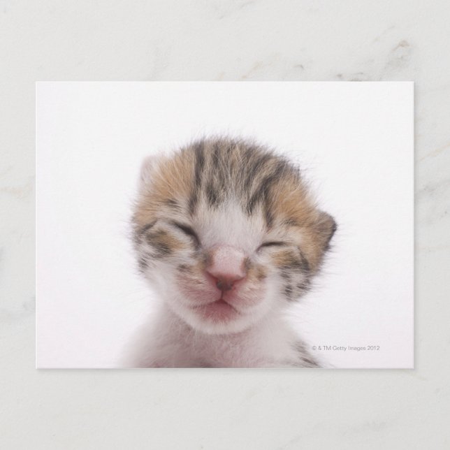 Sleeping kitten, close-up of head postcard (Front)