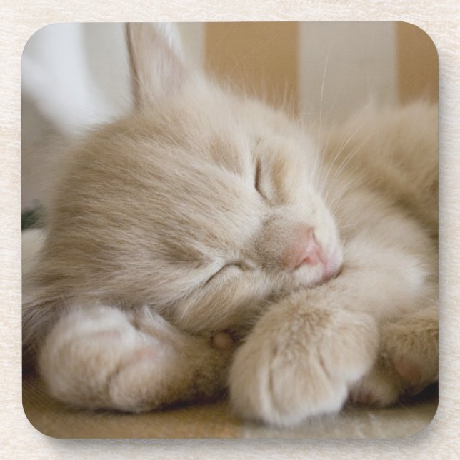Sleeping Kitten Coaster (Front)