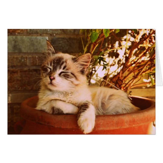Sleeping Kitten in Pot Card