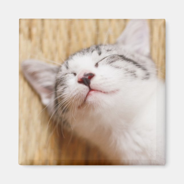 Sleeping Kitten Magnet (Front)