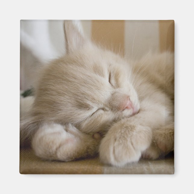 Sleeping Kitten Magnet (Front)