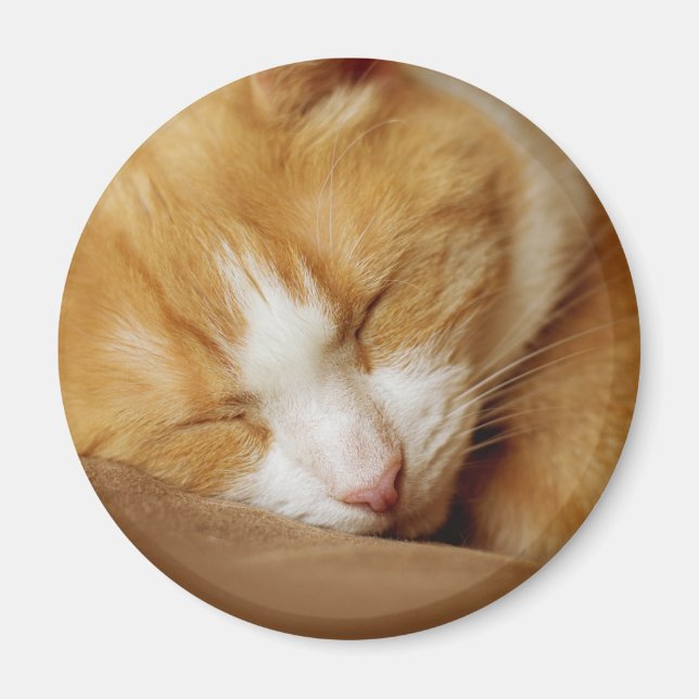 Sleeping Kitten Magnet (Front)