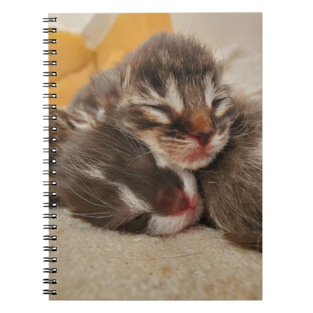 Sleeping kitten notebook (Front)
