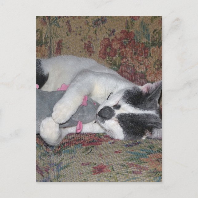 Sleeping Kitten Postcard (Front)