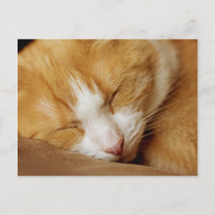 Sleeping Kitten Postcard