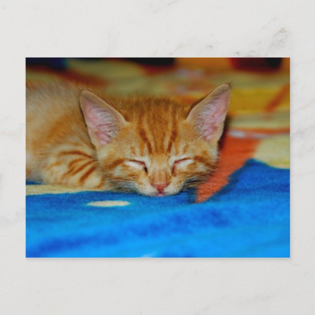 Sleeping Kitten Postcard (Front)