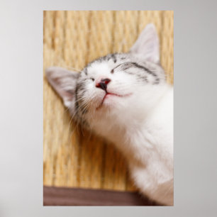 Sleeping Kitten Poster