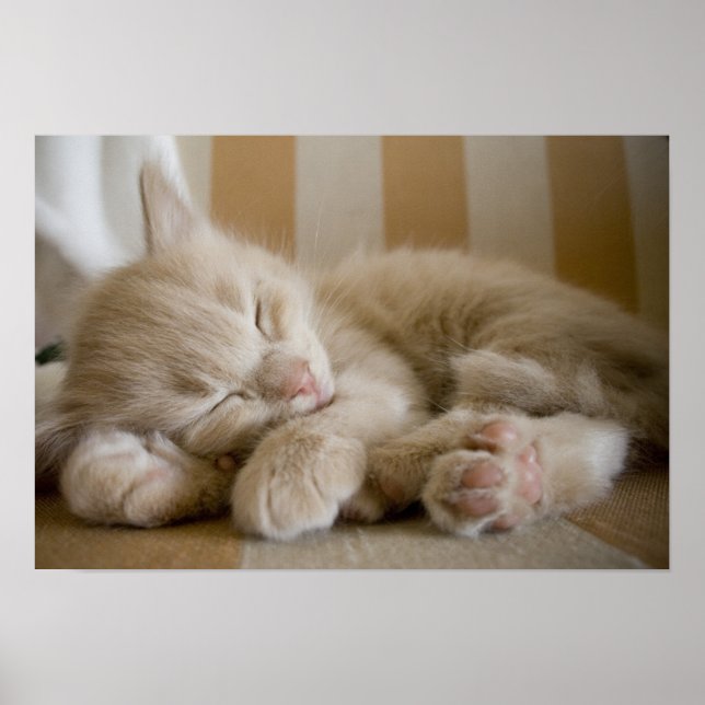 Sleeping Kitten Poster (Front)