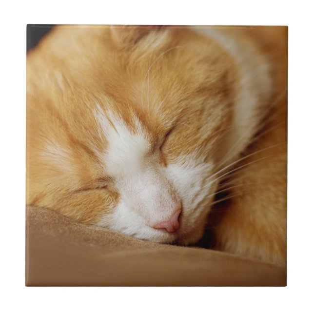 Sleeping Kitten Tile (Front)