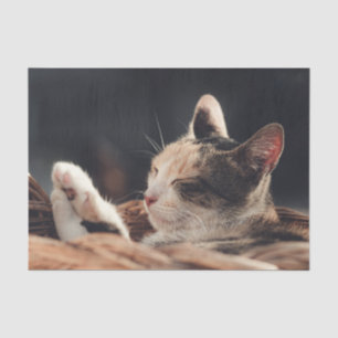 Sleeping Kitty Child's Tissue Paper