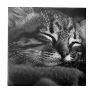 Sleeping kitty tile