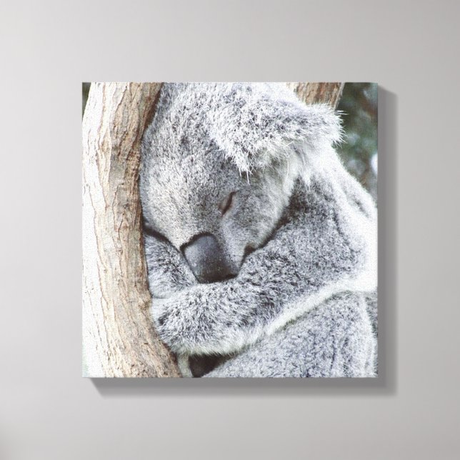 sleeping koala baby canvas print (Front)