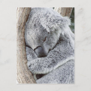 Sleeping koala baby postcard