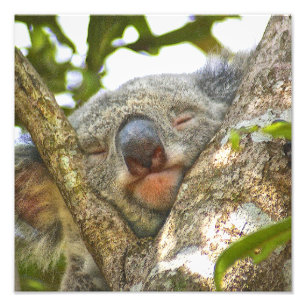 Sleeping Koala Bear Photograph Enlargement