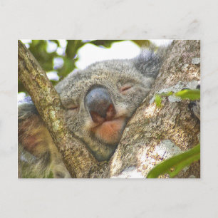 Sleeping Koala Bear Postcard
