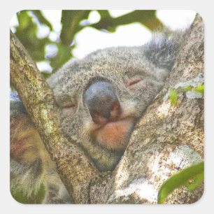 Sleeping Koala Bear Sticker