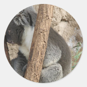 Sleeping Koala Classic Round Sticker