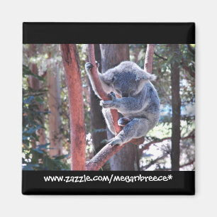 Sleeping Koala Magnet