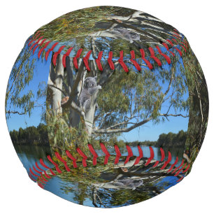 Sleeping Koala River Murray Australia, Softball