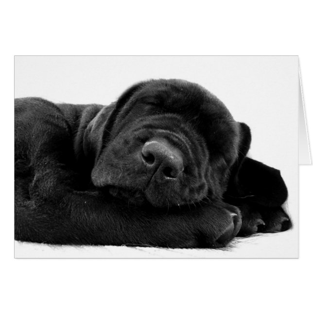Sleeping Lab Card (Front Horizontal)